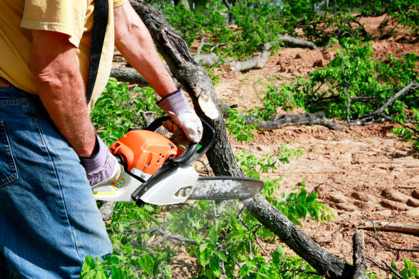 Best Tree Health Inspection  in Eagar, AZ